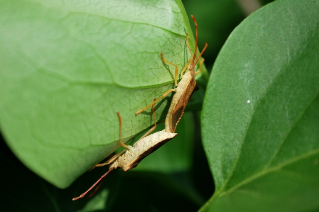 Gonocerus acuteangulatus, particolare curioso